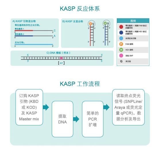 kasp基因分型技术