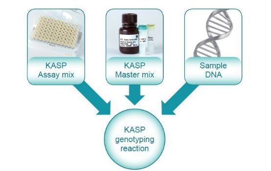 KASP技术与个性化医疗的未来