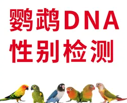 鹦鹉/鸽子/观赏鸟性别检测试剂盒—采用DNA技术判断禽类公母
