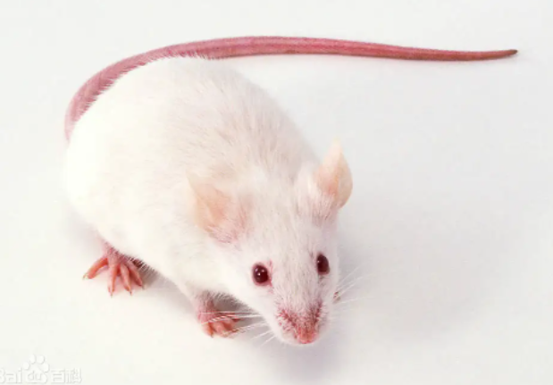 小鼠组织直接基因分型:突破性研究引领生物医学新纪元