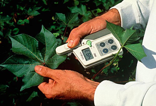 分子育种:现代遗传学的应用与未来展望