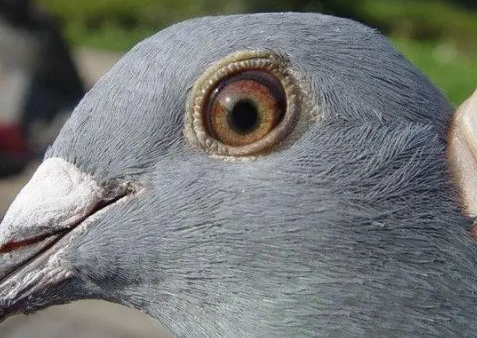 鸽子性别鉴定全攻略:轻松识别雌雄