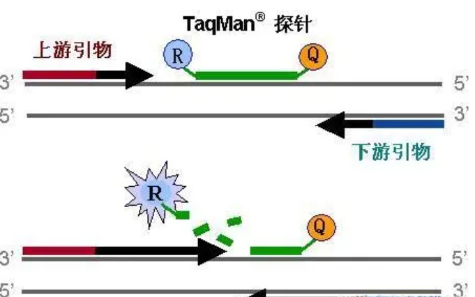 探针法  qPCR试剂