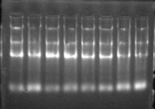 One-Step 5x TMA PCR mix(恒温扩增试剂)