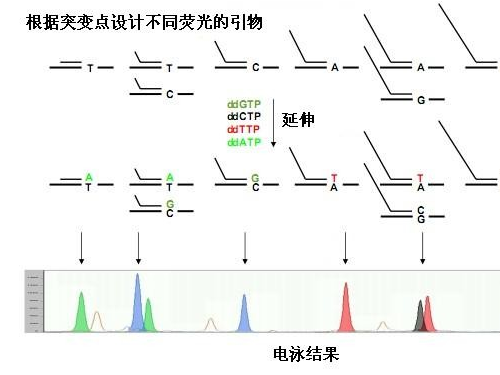 多重PCR检测系统